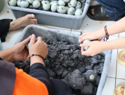 Dari Pemeraman Menuju Produk Bernilai, Warga Binaan Perempuan Rutan Pelaihari Tekuni Pembuatan Telur Asin