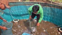 Panen 29 Kilogram Nila Merah, Kebun SAE Rutan Pelaihari Perkuat Pembinaan Kemandirian dan Ketahanan Pangan