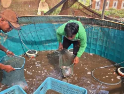Panen 29 Kilogram Nila Merah, Kebun SAE Rutan Pelaihari Perkuat Pembinaan Kemandirian dan Ketahanan Pangan