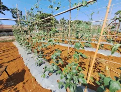 Jaga Tanaman Tetap Produktif, Rutan Pelaihari Lakukan Perawatan dan Pengendalian Hama Kacang Panjang di Kebun SAE