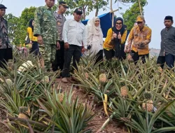 Dukung Ketahanan Pangan dan Kesejahteraan Petani, Babinsa Koramil 1405-08/Tanete Riaja Hadiri Panen Nanas di Pujananting