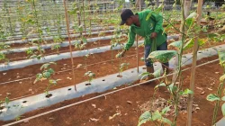 Panen 12 Kilogram Kacang Panjang, Rutan Pelaihari Dorong Produktivitas Warga Binaan melalui Pertanian