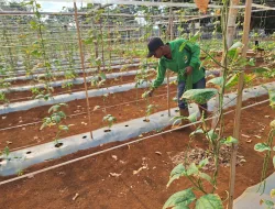 Panen 12 Kilogram Kacang Panjang, Rutan Pelaihari Dorong Produktivitas Warga Binaan melalui Pertanian