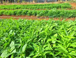 Rawat Tanaman di Kebun SAE, Rutan Pelaihari Perkuat Pembinaan Kemandirian Warga Binaan