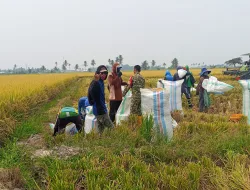 Dampingi Petani Panen Padi di Musim Kemarau, Babinsa Dukung Ketahanan Pangan di Desa Siwolong Polong