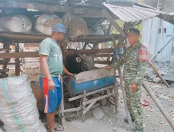 Cegah Penyebaran PMK, Babinsa Koramil Mattiro Bulu Pantau Kesehatan Ternak Sapi di Desa Makkawaru