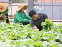 150 Ikat Sawi Berhasil Dipanen! Rutan Pelaihari Buktikan Lahan Terbatas Bisa Produktif