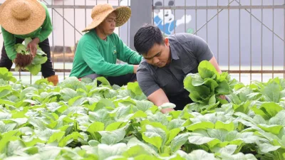 150 Ikat Sawi Berhasil Dipanen! Rutan Pelaihari Buktikan Lahan Terbatas Bisa Produktif